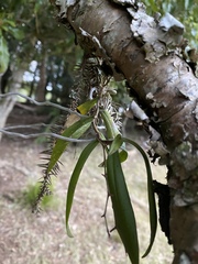 Plectorrhiza tridentata