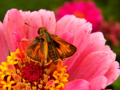 Atalopedes campestris huron