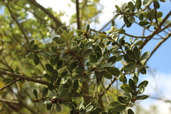 Ilex kunthiana