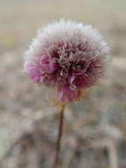 Armeria maritima sibirica