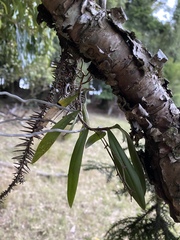 Plectorrhiza tridentata