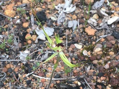 Caladenia attingens