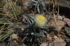 Helichrysum swynnertonii