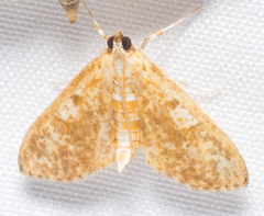 Palpita freemanalis