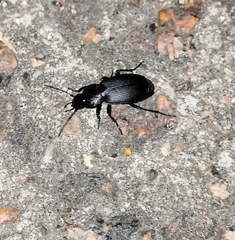 Licinus