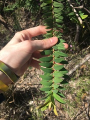 Melaleuca hypericifolia