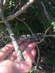 Melaleuca hypericifolia