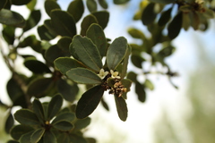 Ilex kunthiana