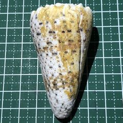 Conus imperialis