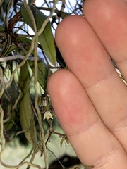 Plectorrhiza tridentata