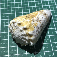 Conus imperialis