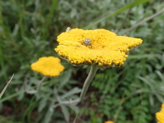 Helichrysum umbraculigerum