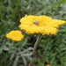 Helichrysum umbraculigerum - Photo no hay derechos reservados, uploaded by Jimmy Whatmore