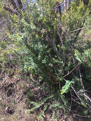 Melaleuca hypericifolia
