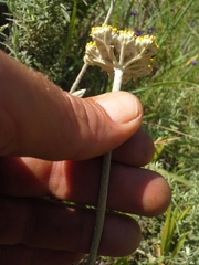 Helichrysum umbraculigerum