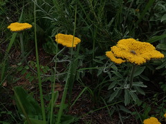 Helichrysum umbraculigerum