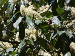 Quintinia verdonii