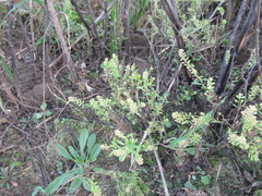 Lepidium apetalum