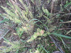 Lepidium apetalum