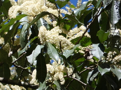 Quintinia verdonii