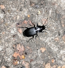 Licinus