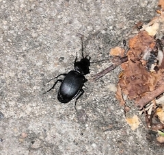 Licinus