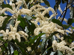 Quintinia verdonii