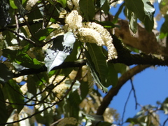 Quintinia verdonii