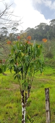 Palicourea guianensis