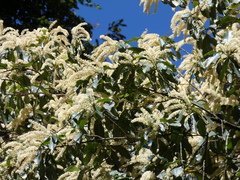 Quintinia verdonii