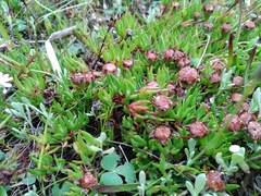 Lampranthus filicaulis