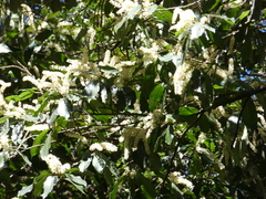 Quintinia verdonii