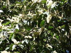 Quintinia verdonii