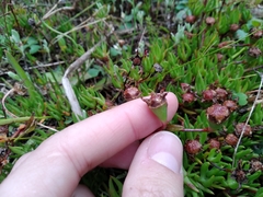 Lampranthus filicaulis