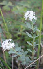 Pimelea glauca