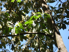 Quintinia verdonii