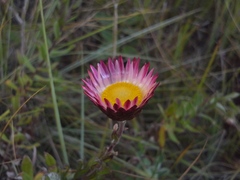 Helichrysum wilmsii