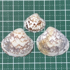 Lioconcha fastigiata