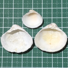 Lioconcha fastigiata