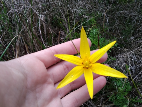Peacock flower (Pauridia capensis)