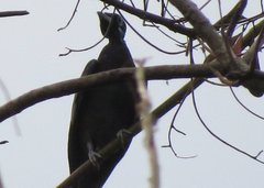 Gymnoderus foetidus