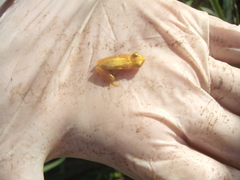 Dendropsophus sanborni