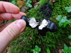 Xylaria polymorpha