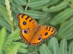 Junonia almana