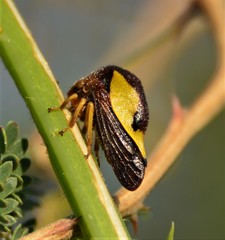 Hyphinoe camelus