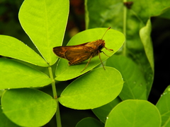 Atalopedes campestris huron