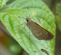 Vehilius stictomenes