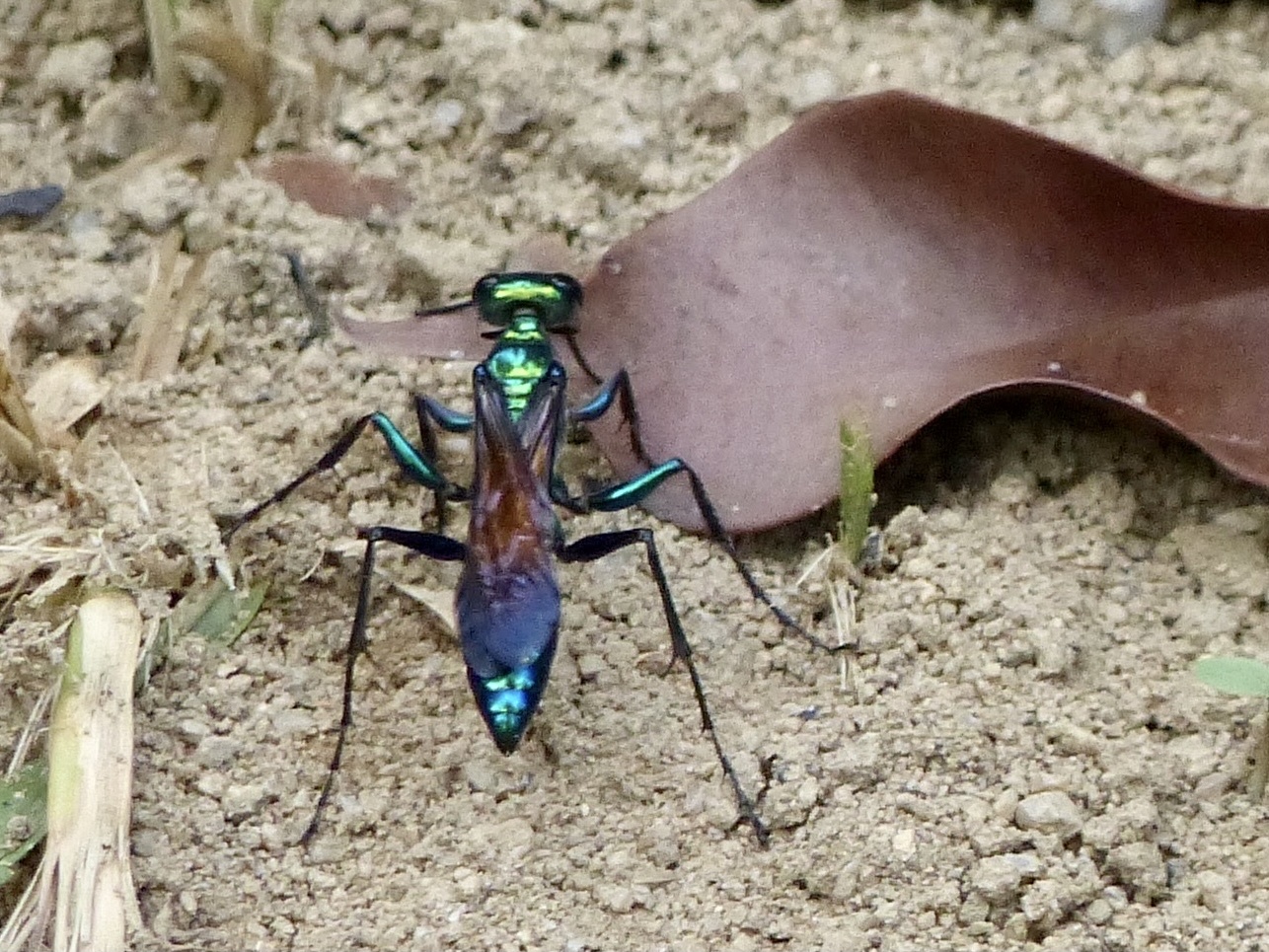 Chlorion lobatum · iNaturalist