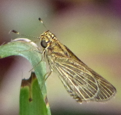 Vehilius stictomenes