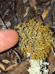 Teloschistes inflatus